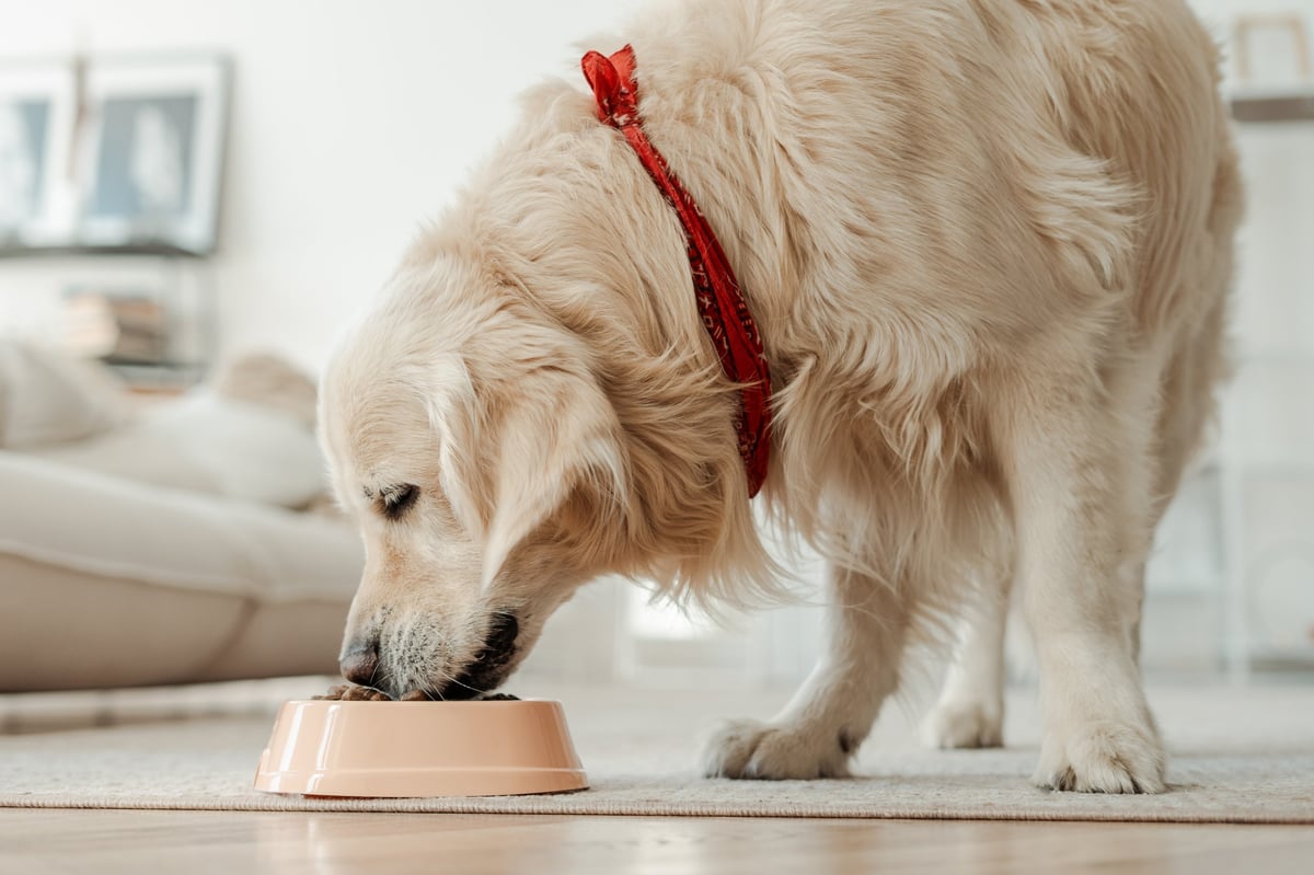 A golden retriever eating from its food bowl on the kitchen floor of a warm home