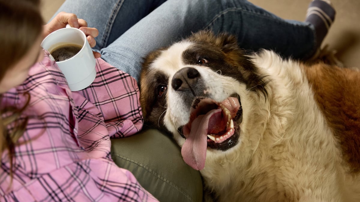A mature dog resting comfortably across its owner's lap at home while she holds a coffee mug