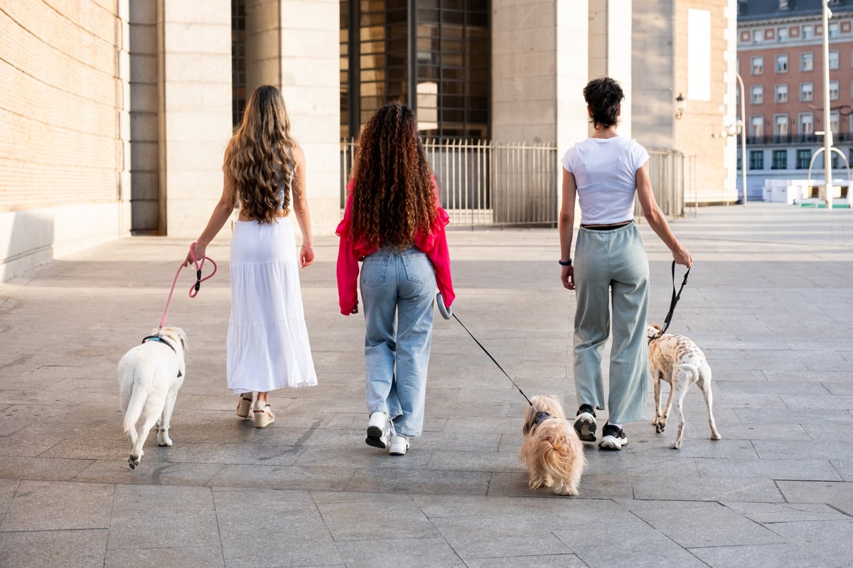Dog owners walking their dogs together along a neighborhood street on a bright afternoon
