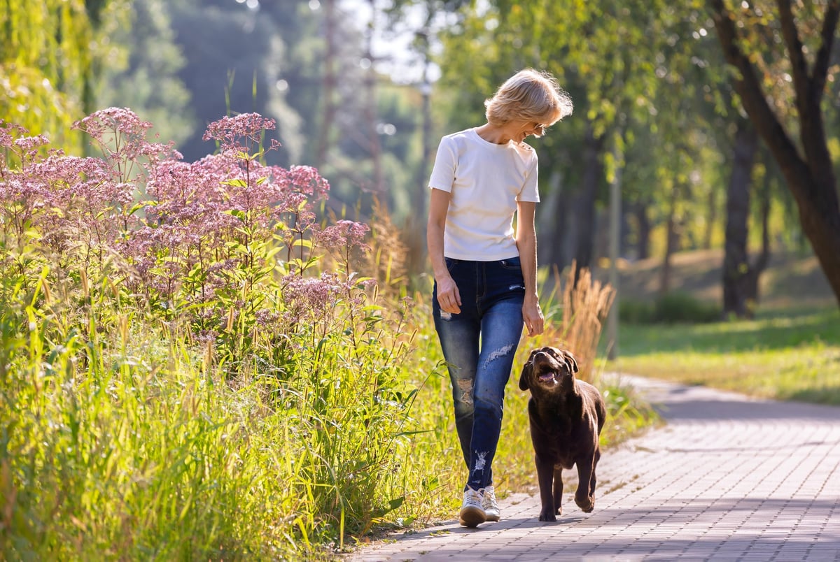 A smiling woman walking her chocolate Labrador along a sunlit suburban path, the dog alert and happy on the leash